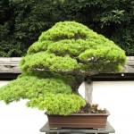 Bonsai